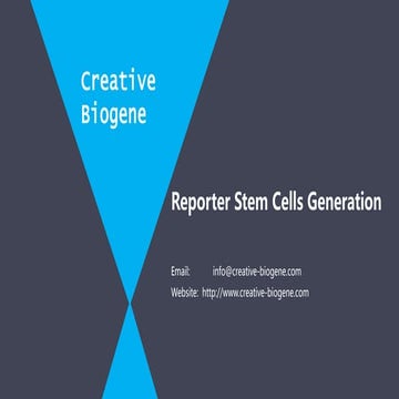 Reporter stem cells generation 