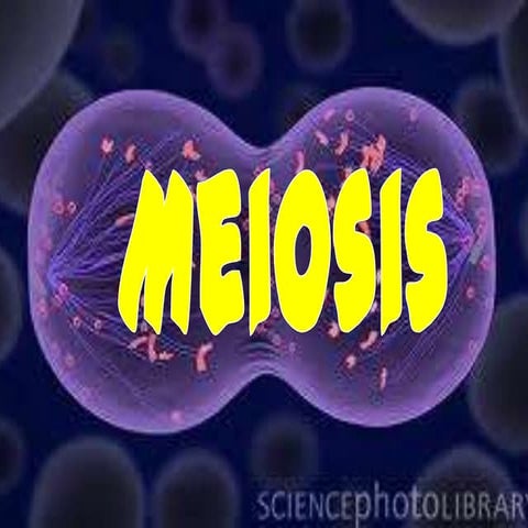 Meiosis