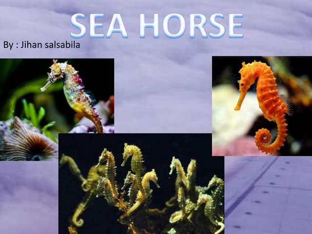 What Is The Purpose Of The Text Sea Horse What Is The Purpose Of The Text Sea Horse