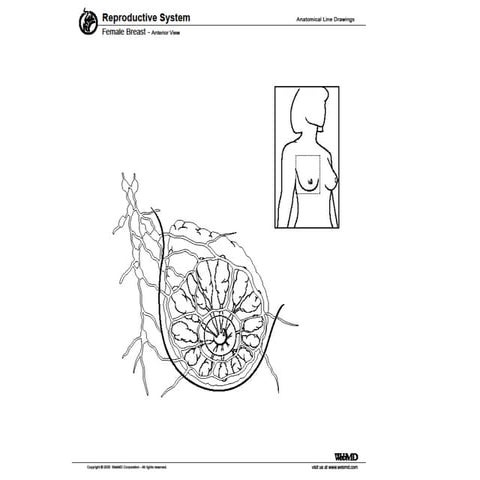 Reproductive body parts