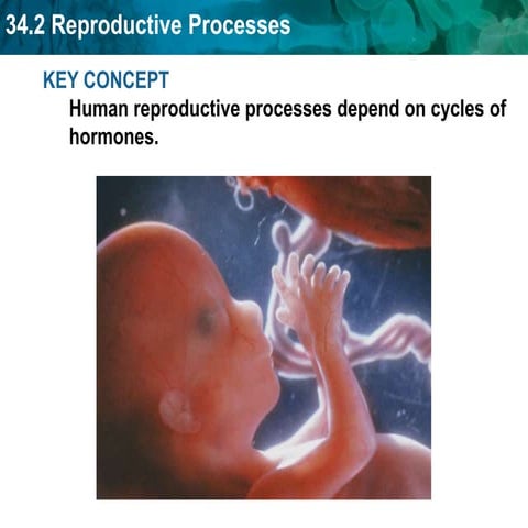 Reproductive Hormones