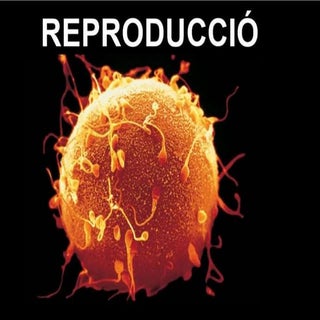 Reproducció. introducció
