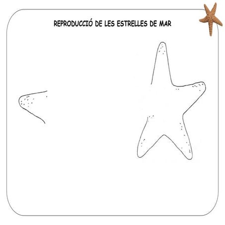 Reproducció de les estrelles de mar