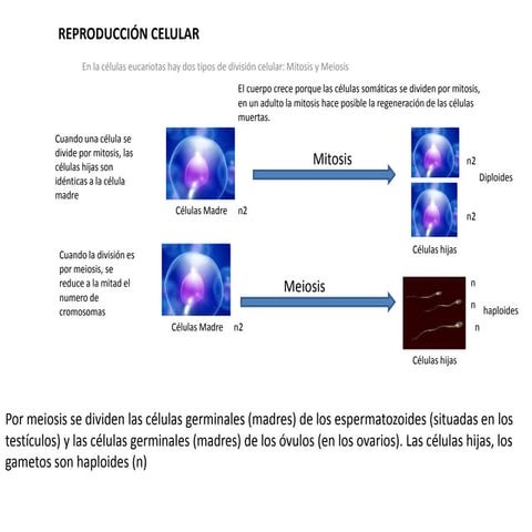 Reproducción celular