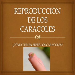 Reproducción de los caracoles