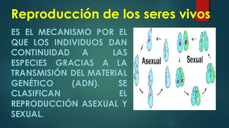 ¿puede un hermafrodita tener útero y próstata remix
