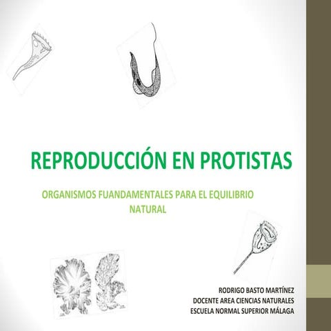 Reproducción organismos del reino protista