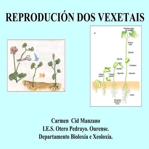 Reproducción vexetais