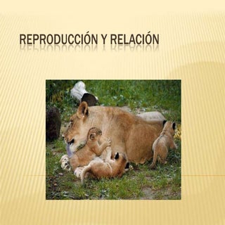 Reproducción y relación