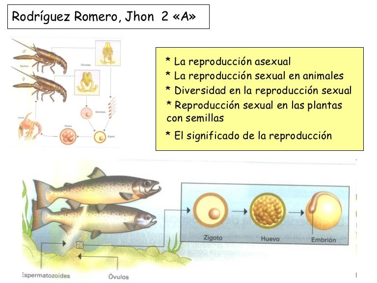 Reproduccion Animal 2 A