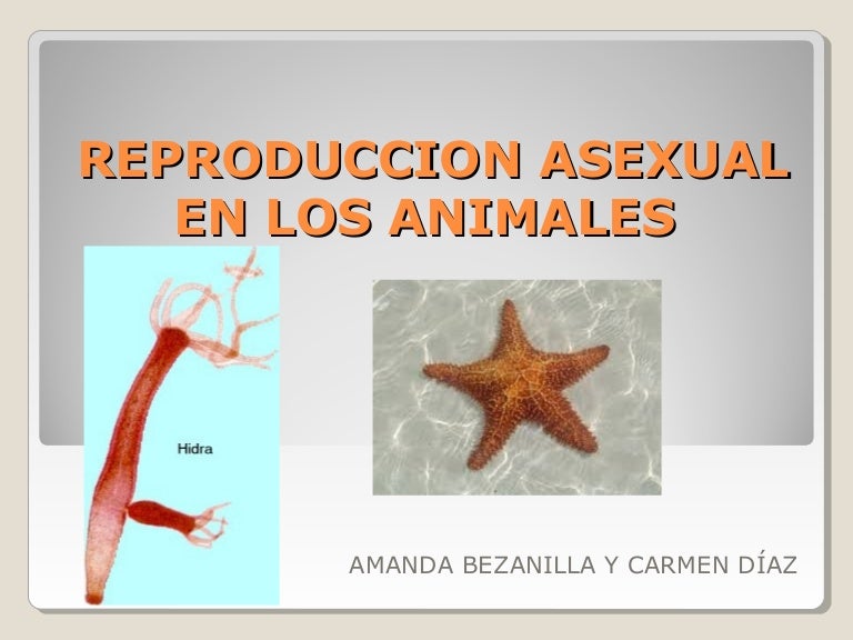 Reproduccion asexual en los animales Reproduccion asexual en los animales