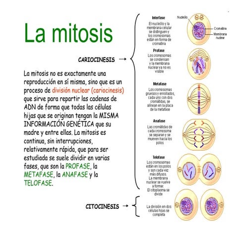Reproduccion celular  - Parte 2: Mitosis