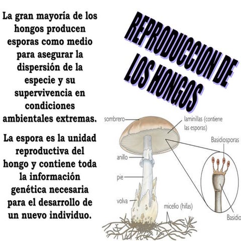 Reproduccion De Hongos