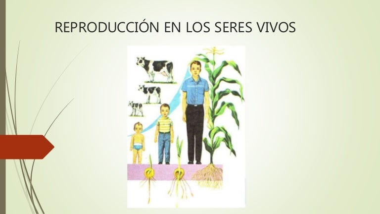 Reproduccion en los seres vivos