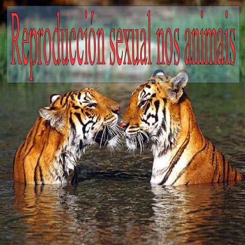 Reproducción sexual animais