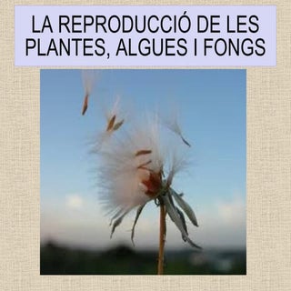 Reproducció plantes...p.point