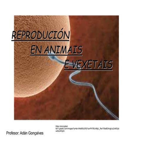 Reprodución animais vexetais