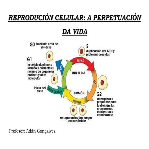 Reprodución celular
