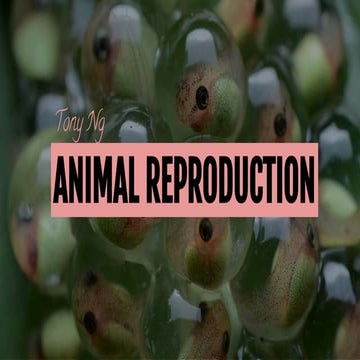 Animal Reproduction