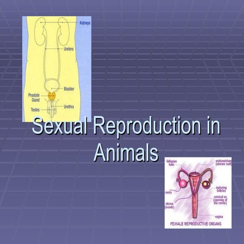Reproduction In Human And Issues On Sex
