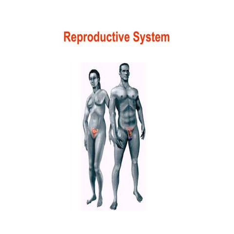 Reproductive System