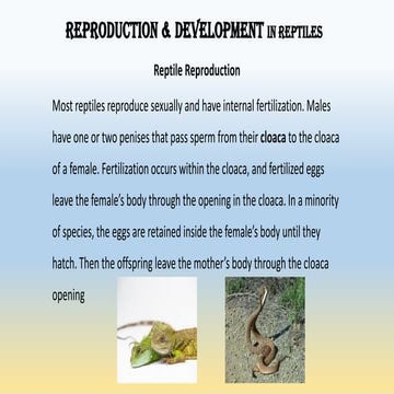Reproduction &amp; development in reptiles