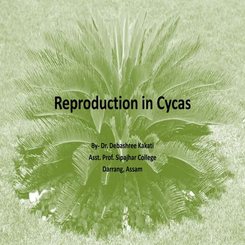 Reproduction in Cycas