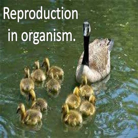 Chapter 1.Reproduction in organisem