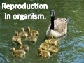 Reproduction in organism 2014 mohanbio