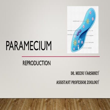 Reproduction in paramecium