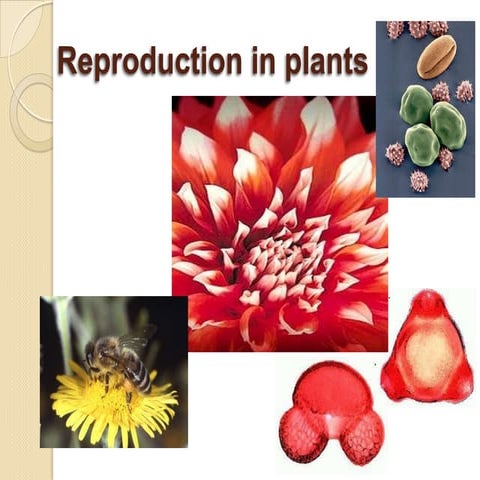 Reproduction in plants