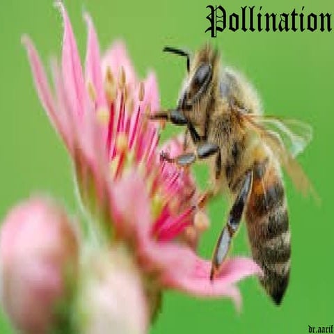 Reproduction in plants