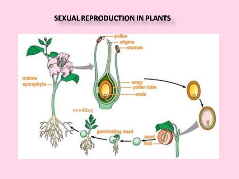 REPRODUCTION IN PLANTS