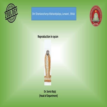 Reproduction in sycon, Asexual & Sexual reproduction, Gemmule process