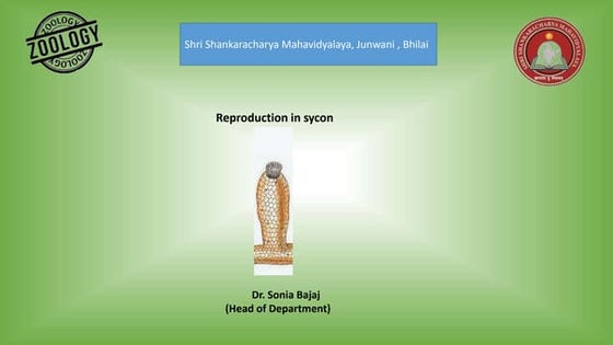 Phylum Porifera - Sycon | PPTX | Biological Sciences | Science