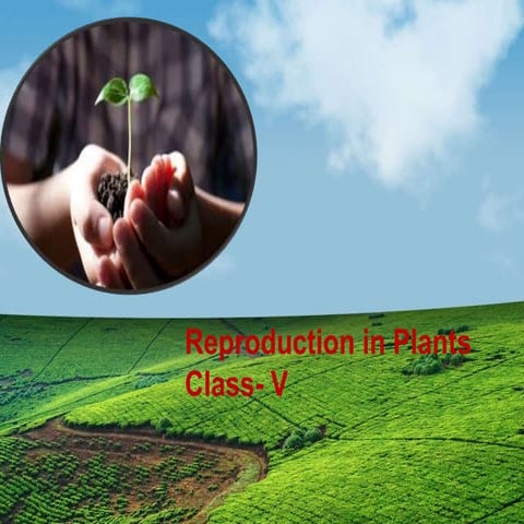 Reproduction in plants for grade 5