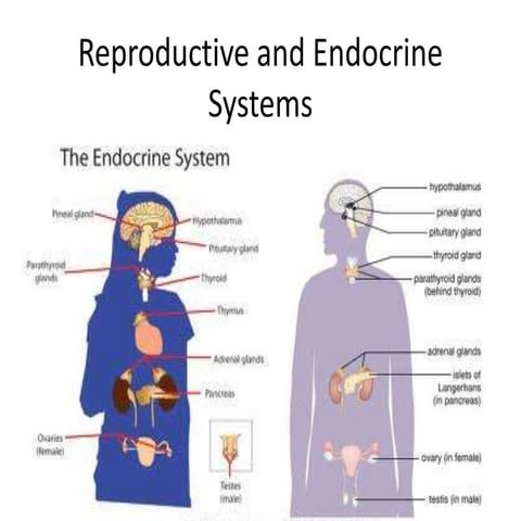 Reproductive and endocrine systems