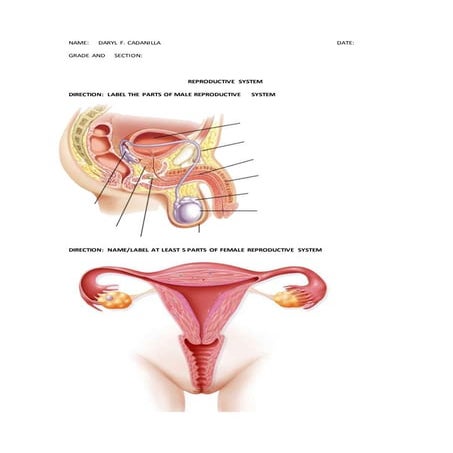 REPRODUCTIVE  SYSTEM QUIZ