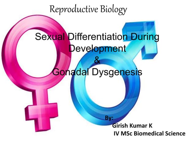 Development of gonads (Gonad differentiation)male gonad and female ...