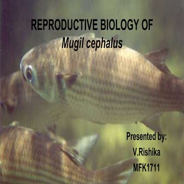 Reproductive biology and breeding of puffer fishs.pptx