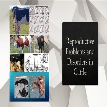 reproductive disorders in cattle and treatment .pptx