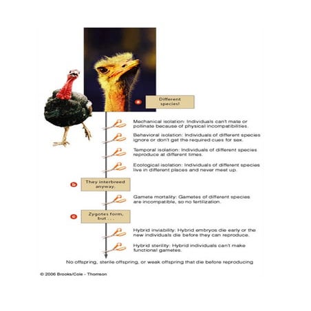 Lecture 2 : Reproductive Isolation Mechanism | DOC