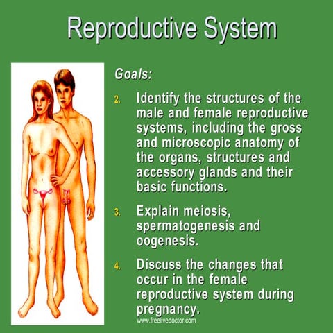 Reproductive  System