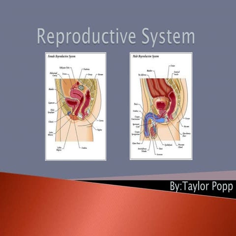 Human reproductive system | PPTX