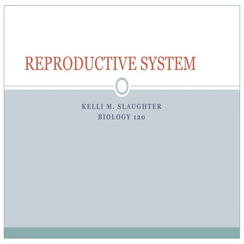 Reproductive system