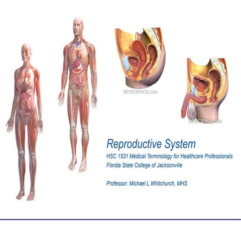 Reproductive system