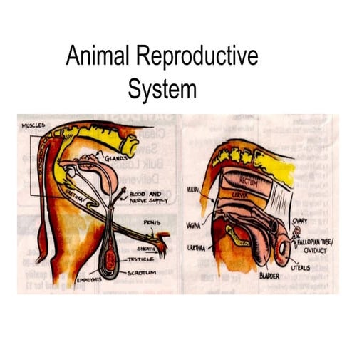 Reproductive system