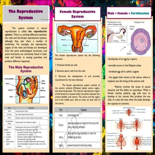 Reproductive system