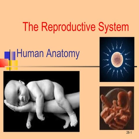 Reproductive system | PPT