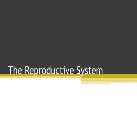Reproductive System